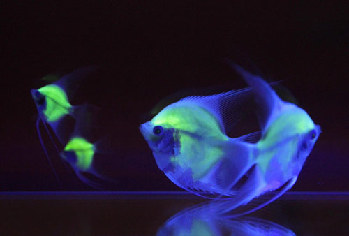 World's first fluorescent fish created in Taiwan