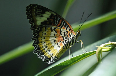 Butterflies show off at American museum