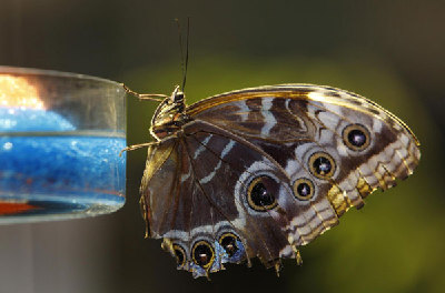 Butterflies show off at American museum