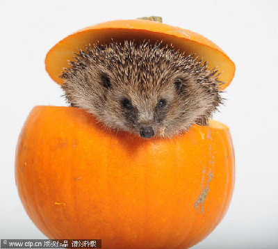 Prickly Halloween treat for hedgehogs