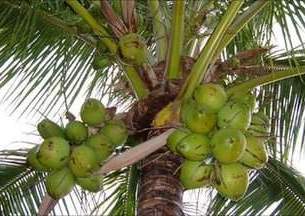 印度摘椰子确保奥巴马访问安全