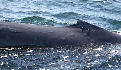 鲸鱼被晒伤或为臭氧层空洞所致