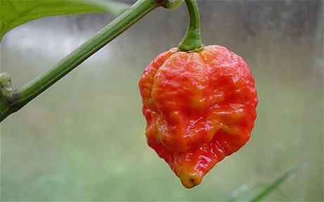 World's hottest chili <BR>英国辣椒加冕'世界最辣'