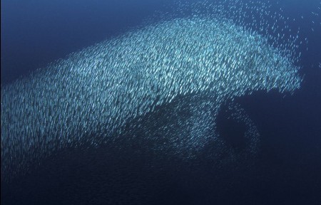 Dolphin shaped sardine shoal <BR>沙丁鱼群'伪装'海豚求生