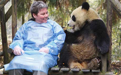 英动物园开大熊猫“爱情隧道”鼓励交配