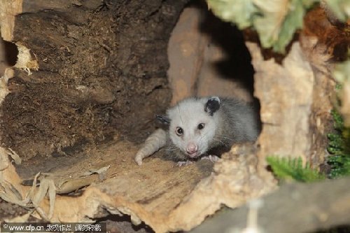 Heidi the cross-eyed opossum gets new digs