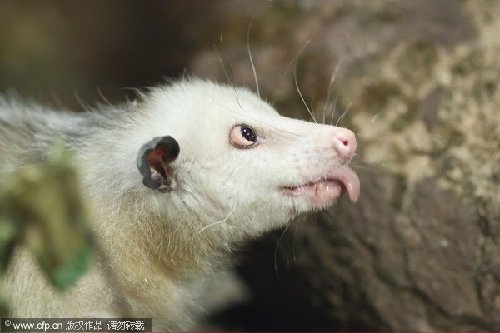 Heidi the cross-eyed opossum gets new digs