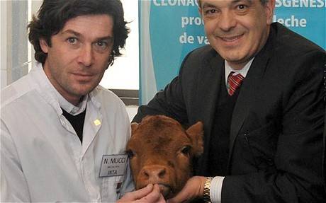 阿根廷转基因奶牛能产人奶