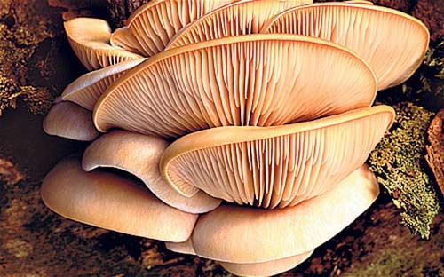 英国人爱上蘑菇 一年吃掉12万吨