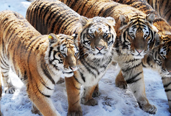 中国第二批野生东北虎保护区即将获批