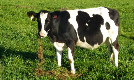 “转基因奶牛”将入市