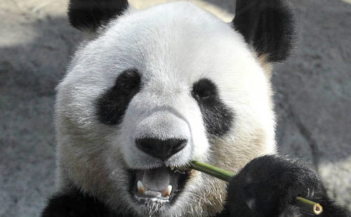 大熊猫为改善生活伪装怀孕