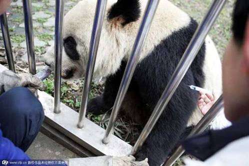 陕西大熊猫感染“犬瘟热”