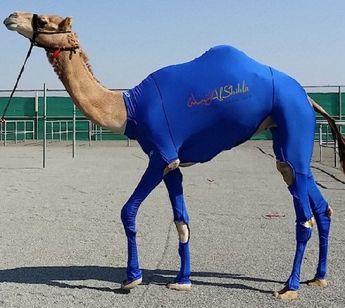 土豪！阿联酋为骆驼定制高档紧身衣