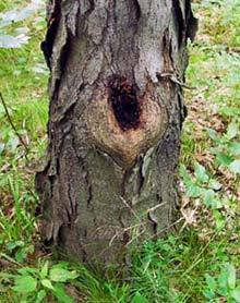 什么是树洞帖 tree hole post
