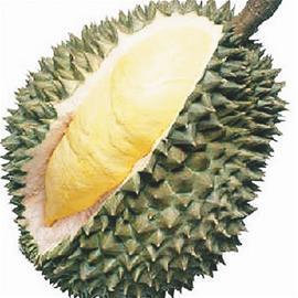 职场“榴莲族” durian clan